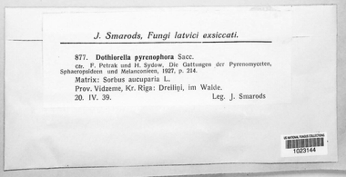 Diplodia pyrenophora image